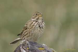 Corn Bunting