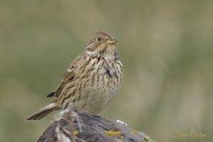 Corn Bunting