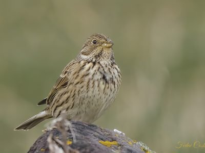 Corn Bunting