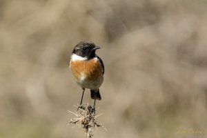 European Stonechat