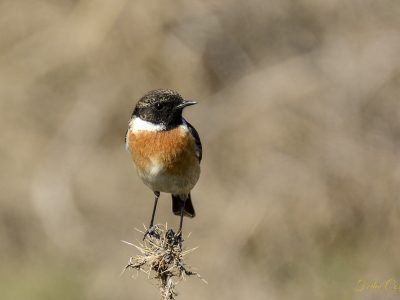 European Stonechat