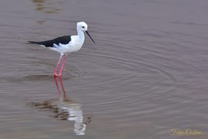 Black-winged Stilt