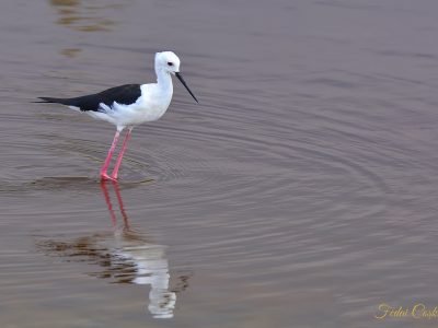 Black-winged Stilt