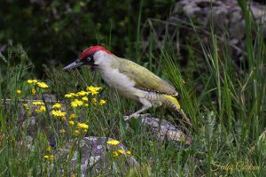 European Green Woodpecker