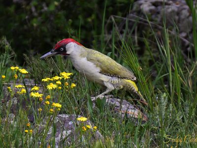 European Green Woodpecker