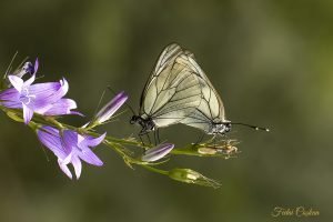 Aporia Crataegi