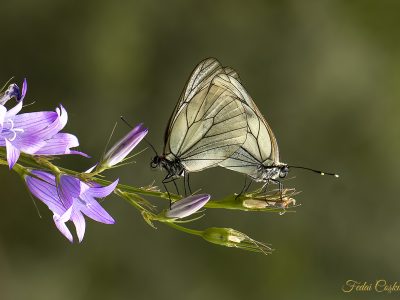 Aporia Crataegi