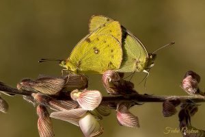 Colias Crocea