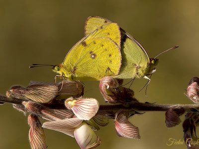 Colias Crocea