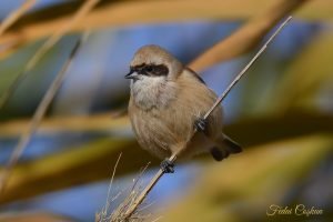 Eurasian Penduline Tit