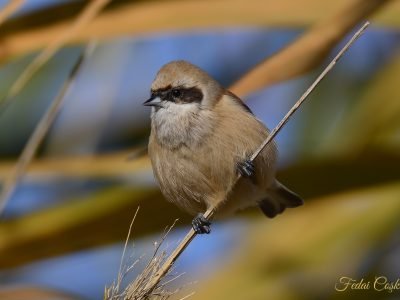 Eurasian Penduline Tit