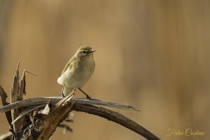 Common Chiffchaff