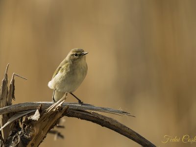 Common Chiffchaff