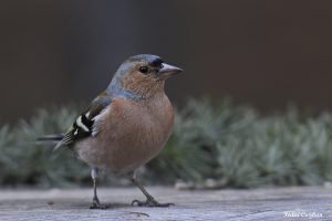 Common Chaffinch