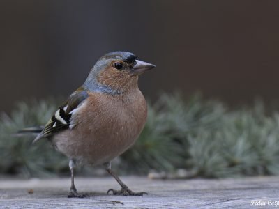 Common Chaffinch